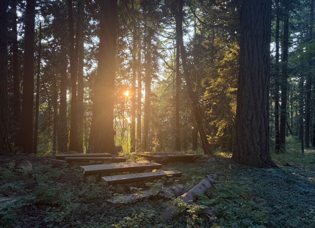 Rustic benches in a sunlit forest clearing at Menucha