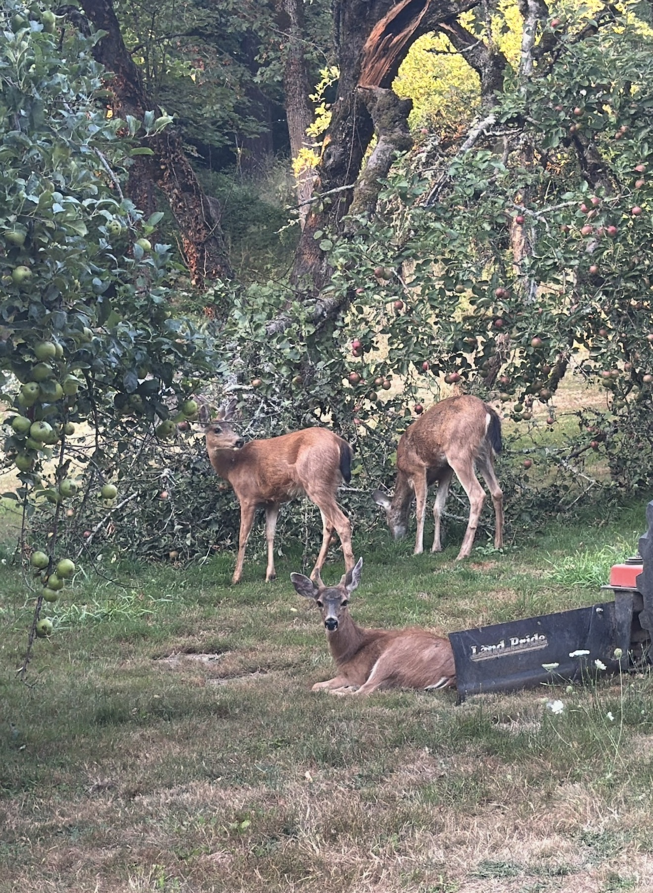 Deer resting and grazing beneath apple trees at Menucha